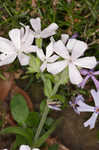 Sticky catchfly